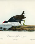 Audubon Common Gallinule Pl. 304 - Birds Of America Royal Octavo 1st Edition Antique Print
