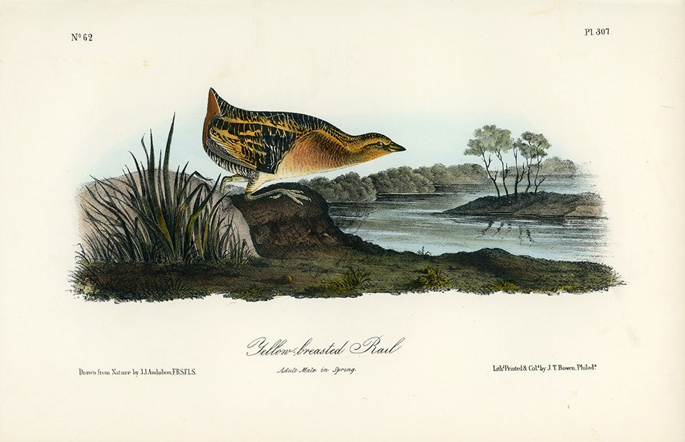 Audubon Yellow-breasted Rail Pl. 307 - Birds Of America Royal Octavo 1st Edition Antique Print