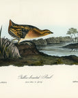 Audubon Yellow-breasted Rail Pl. 307 - Birds Of America Royal Octavo 1st Edition Antique Print