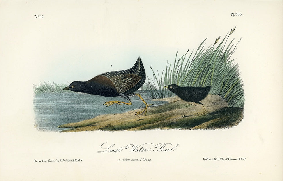 Audubon Least Water-Rail Pl. 308 - Birds Of America Royal Octavo 1st Edition Antique Print