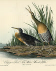 Audubon Clapper Rail or Salt Water Marsh Hen Pl. 310 - Birds Of America Royal Octavo 1st Edition Antique Print