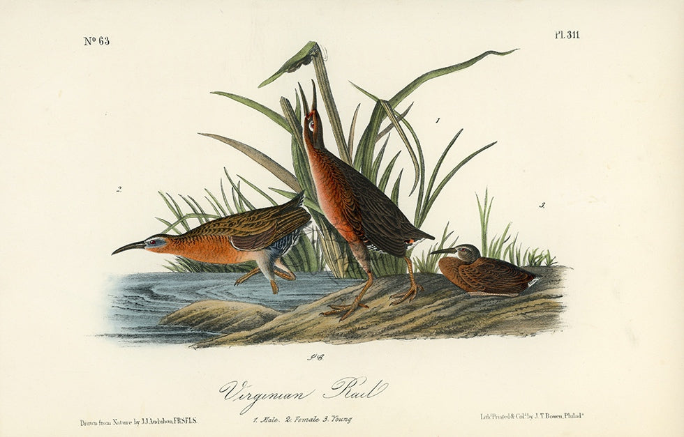 Audubon Virginian Rail Pl. 311 - Birds Of America Royal Octavo 1st Edition Antique Print