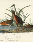 Audubon Virginian Rail Pl. 311 - Birds Of America Royal Octavo 1st Edition Antique Print
