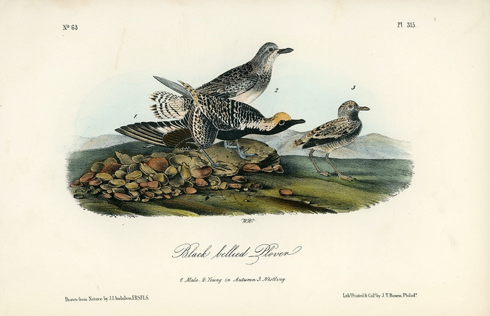 Audubon Black-bellied Plover Pl. 315 - Birds Of America Royal Octavo 1st Edition Antique Print