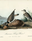 Audubon American Ring Plover Pl. 320 - Birds Of America Royal Octavo 1st Edition Antique Print