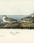 Audubon Piping Plover Pl. 321 - Birds Of America Royal Octavo 1st Edition Antique Print