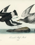 Audubon Townsend's Surf Bird Pl. 322 - Birds Of America Royal Octavo 1st Edition Antique Print