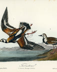 Audubon Turnstone Pl. 323 - Birds Of America Royal Octavo 1st Edition Antique Print