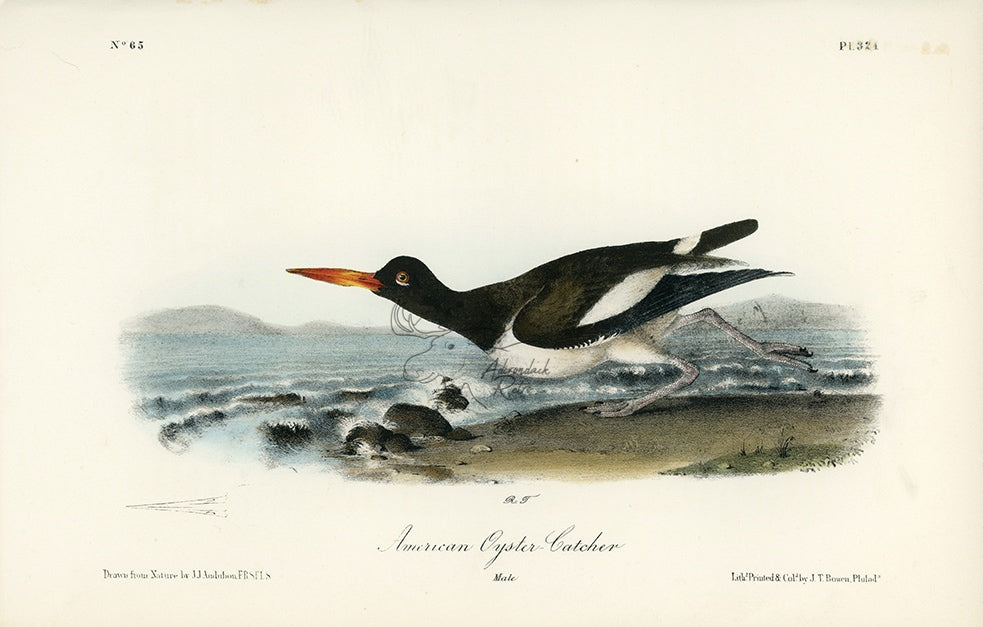 Audubon American Oyster Catcher Pl. 324 - Birds Of America Royal Octavo 1st Edition Antique Print