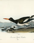Audubon American Oyster Catcher Pl. 324 - Birds Of America Royal Octavo 1st Edition Antique Print