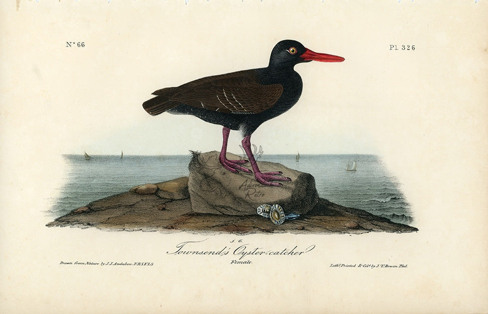 Audubon Townsend&#39;s Oyster Catcher Pl. 326 - Birds Of America Royal Octavo 1st Edition Antique Print