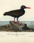 Audubon Townsend's Oyster Catcher Pl. 326 - Birds Of America Royal Octavo 1st Edition Antique Print