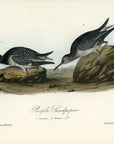 Audubon Purple Sandpiper Pl. 330 - Birds Of America Royal Octavo 1st Edition Antique Print