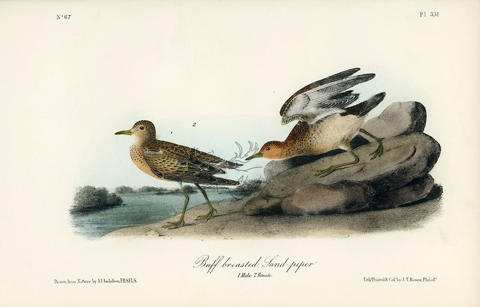 Audubon Buff-breasted Sandpiper Pl. 331 - Birds Of America Royal Octavo 1st Edition Antique Print