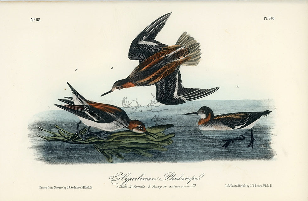 Audubon Hyperborean Phalarope Pl. 340 - Birds Of America Royal Octavo 1st Edition Antique Print