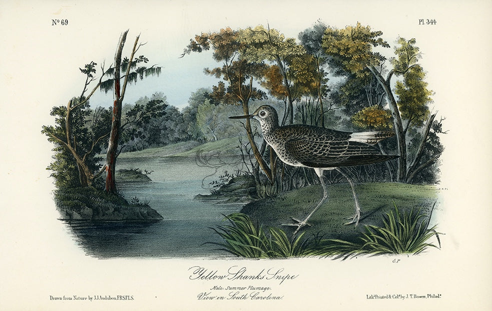 Audubon Yellow Shanks Snipe Pl. 344 - Birds Of America Royal Octavo 1st Edition Antique Print