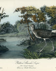 Audubon Yellow Shanks Snipe Pl. 344 - Birds Of America Royal Octavo 1st Edition Antique Print