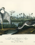 Audubon Tell-tale Godwit or Snipe Pl. 345 - Birds Of America Royal Octavo 1st Edition Antique Print