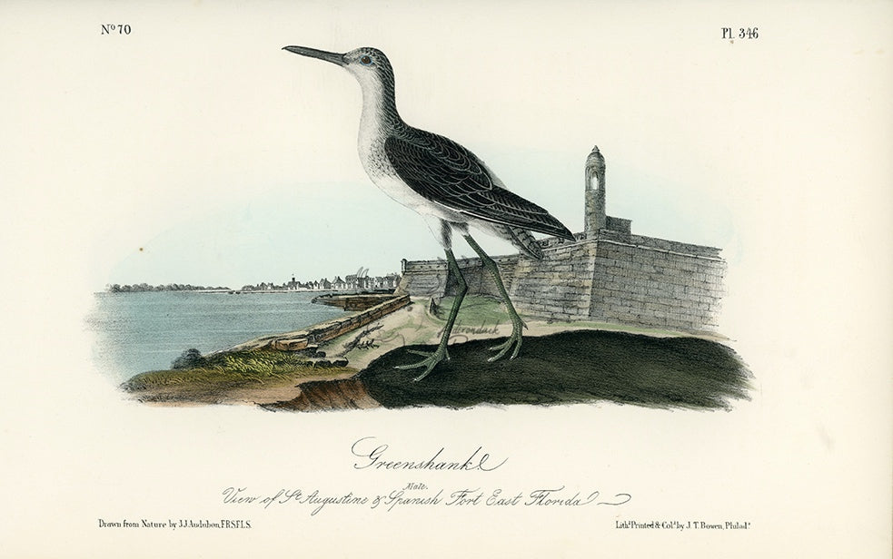 Audubon Greenshank Pl. 346 - Birds Of America Royal Octavo 1st Edition Antique Print
