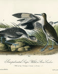 Audubon Semipalmated Snipe Willet or Stone Curlew Pl. 347 - Birds Of America Royal Octavo 1st Edition Antique Print
