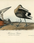 Audubon Hudsonian Godwit Pl. 349 - Birds Of America Royal Octavo 1st Edition Antique Print
