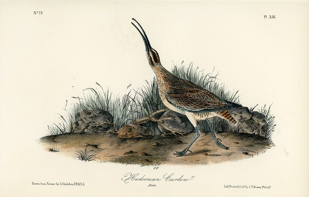 Audubon Hudsonian Curlew Pl. 356 - Birds Of America Royal Octavo 1st Edition Antique Print