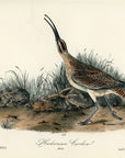 Audubon Hudsonian Curlew Pl. 356 - Birds Of America Royal Octavo 1st Edition Antique Print