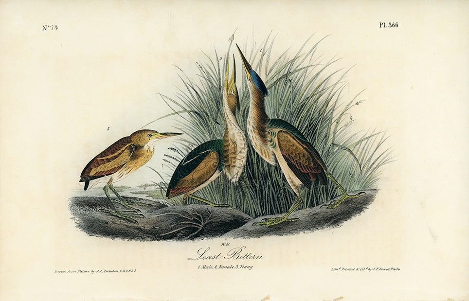 Audubon Least Bittern Pl. 366 - Birds Of America Royal Octavo 1st Edition Antique Print