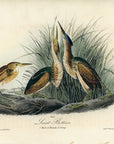 Audubon Least Bittern Pl. 366 - Birds Of America Royal Octavo 1st Edition Antique Print