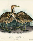 Audubon American Bittern Pl. 365 - Birds Of America Royal Octavo 1st Edition Antique Print