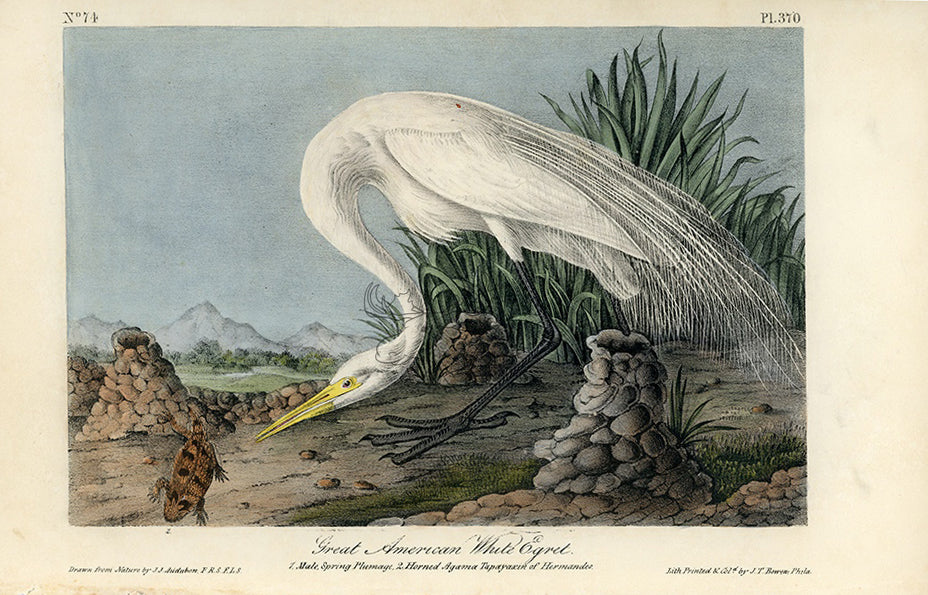 Audubon Great American White Egret Pl. 370 - Birds Of America Royal Octavo 1st Edition Antique Print