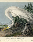 Audubon Great American White Egret Pl. 370 - Birds Of America Royal Octavo 1st Edition Antique Print