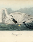 Audubon Trumpeter Swan Pl. 382 - Birds Of America Royal Octavo 1st Edition Antique Print