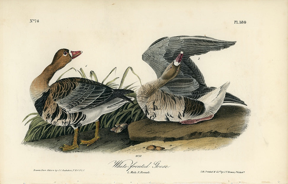 Audubon White-fronted Goose Pl. 380 - Birds Of America Royal Octavo 1st Edition Antique Print