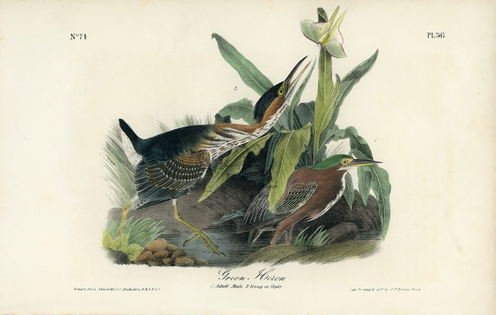 Audubon Green Heron Pl. 367 - Birds Of America Royal Octavo 1st Edition Antique Print
