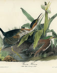 Audubon Green Heron Pl. 367 - Birds Of America Royal Octavo 1st Edition Antique Print