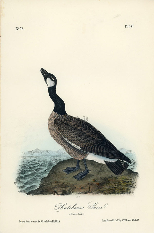 Audubon Hutchins&#39;s Goose Pl. 377 - Birds Of America Royal Octavo 1st Edition Antique Print