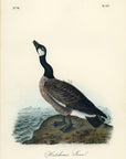 Audubon Hutchins's Goose Pl. 377 - Birds Of America Royal Octavo 1st Edition Antique Print