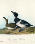 Audubon Ring-necked Duck Pl. 398 - Birds Of America Royal Octavo 1st Edition Antique Print