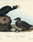 Audubon Black or Surf Duck Pl. 402 - Birds Of America Royal Octavo 1st Edition Antique Print