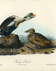 Audubon King Duck Pl. 404 - Birds Of America Royal Octavo 1st Edition Antique Print