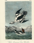 Audubon White Merganser Smew, White Nun Pl. 414 - Birds Of America Royal Octavo 1st Edition Antique Print