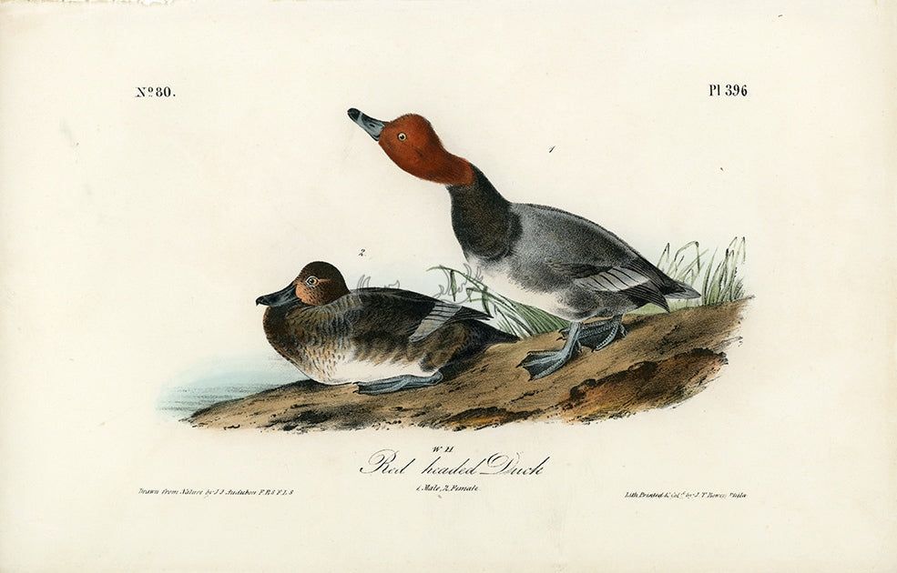 Audubon Red-headed Duck Pl. 396 - Birds Of America Royal Octavo 1st Edition Antique Print