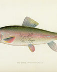 1904 Redhorse - Antique Sherman F. Denton Fish Print