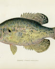 1904 Crappie - Antique Sherman F. Denton Fish Print