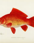 1904 Goldfish - Antique Sherman F. Denton Fish Print
