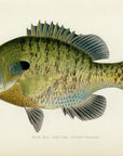 1904 Bluegill Sunfish - Antique Sherman F. Denton Fish Print