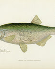 1904 Mooneye - Antique Sherman F. Denton Fish Print