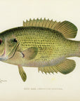 1904 Rock Bass - Antique Sherman F. Denton Fish Print