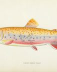 1904 Albino Brook Trout - Antique Sherman F. Denton Fish Print